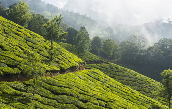 Tea Garden Dharamshala
